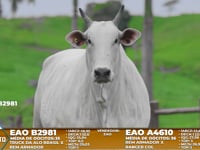 Lote A18