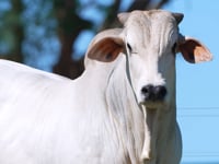 Lote 55