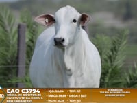 Lote A19
