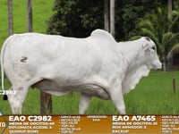 Lote A20