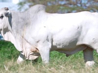 Lote 63
