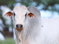 Lote 65