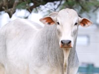Lote 66