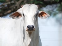 Lote 75