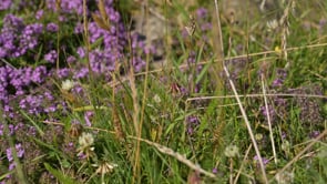 Tortoiseshell on Thyme Cross Fell