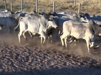 Lote 25