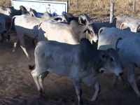 Lote 26