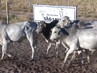Lote 27