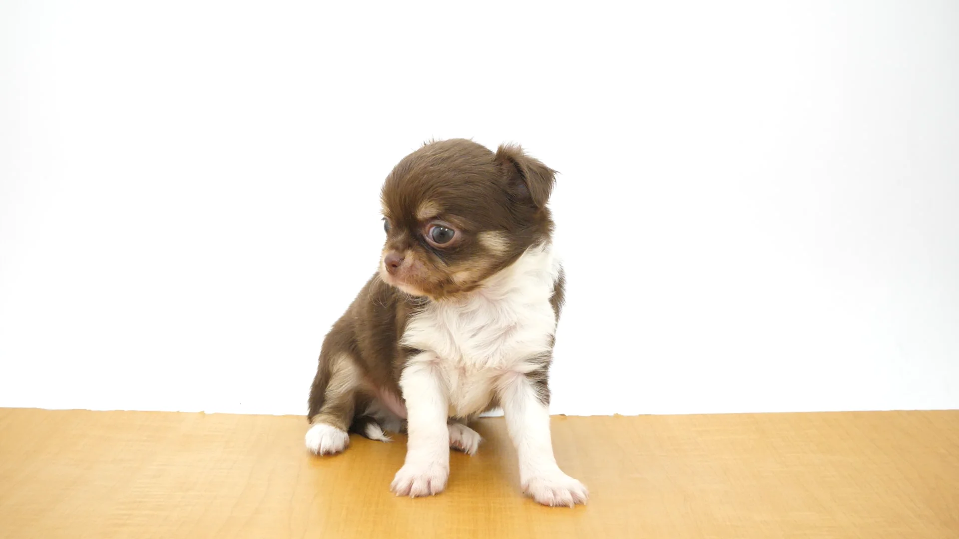 犬も歩けばわしも歩く様★専用になります★プラチナダブル糖質０＋のどごしZERO 🐾 モフモフ形態🐻‍🐻‍❄️ 抜け毛の季節。 #チワワ#ロング