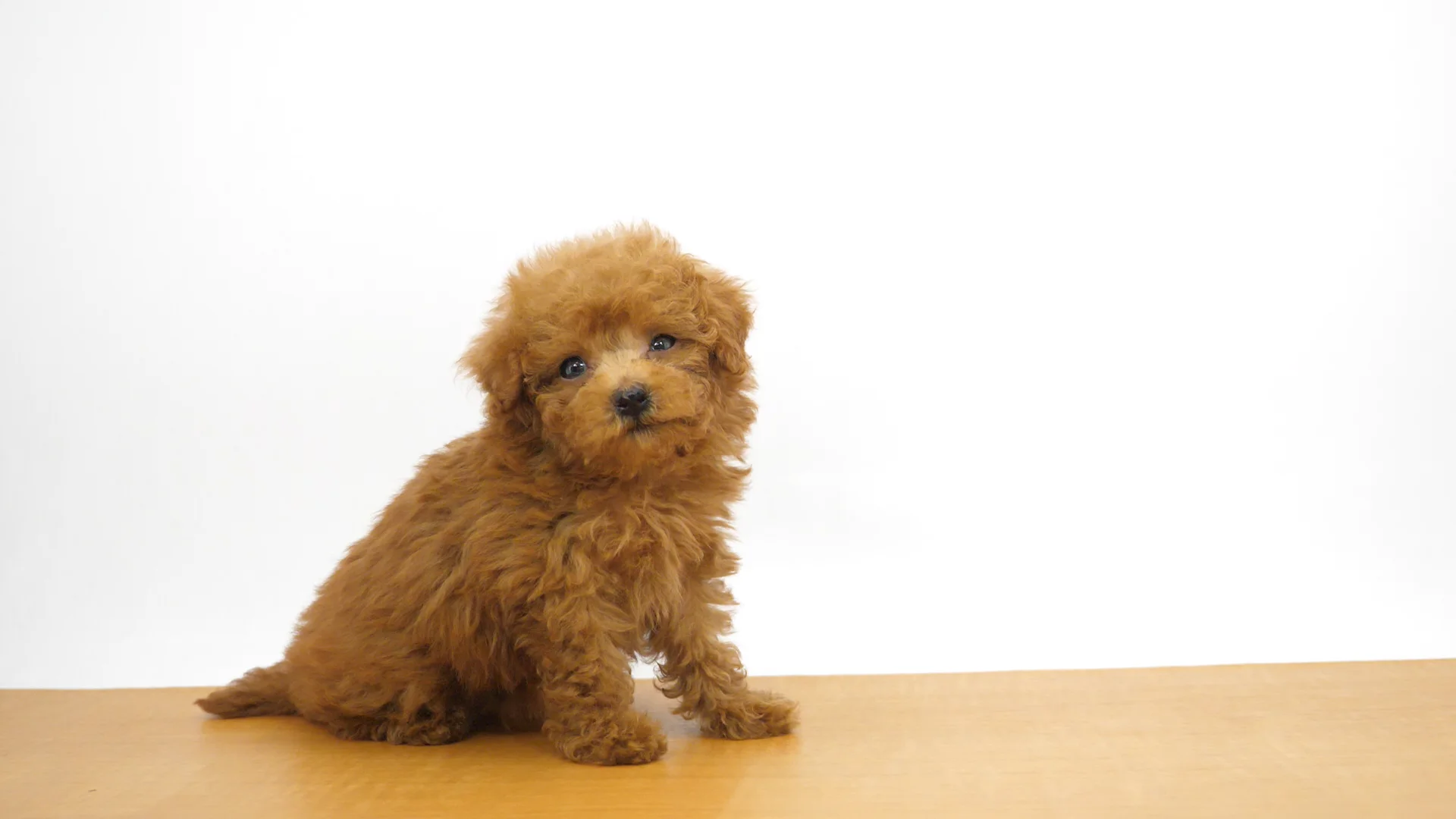 【世界にひとつ】一閑張り　赤　おめでたい　　カラフル　こま犬 世界にひとつ】一閑張り 赤 おめでたい カラフル こま犬