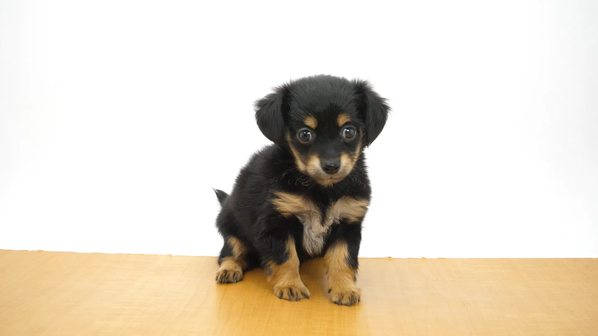 ロン犬　＊お気軽にコメント下さい＊ 価格の安い♢ロングコートチワワ（父2.0㎏×母2.5㎏）♂【横浜店