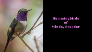 Hummingbirds of Mindo, Ecuador