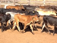 Lote 14