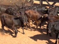 Lote 15