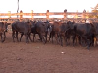 Lote 19