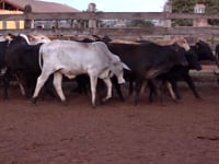 Lote 20