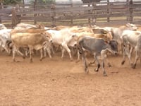 Lote 29
