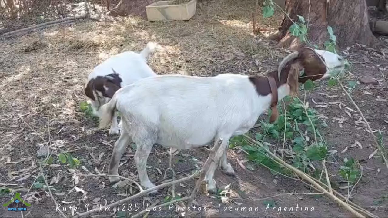 https://i.vimeocdn.com/video/2036389075-025469f820df6b09c9d20931a52ea2c1e22ea6a27f6e9b72fed85a85c6abfd7f-d
