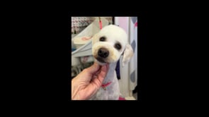Cute Asian Fusion head on a matted dog