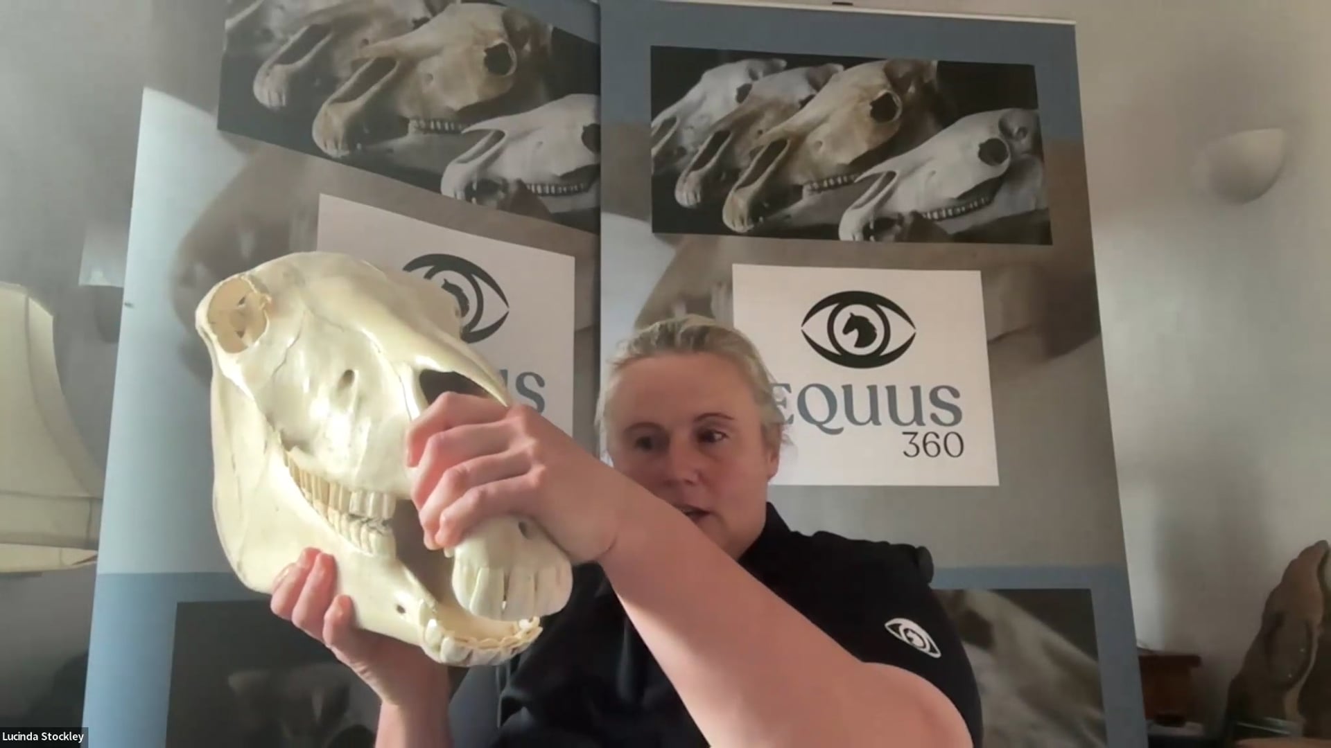 What on earth have teeth got to do with feet – Dental Health & Hoof Morphology