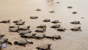 It's Officially Sea Turtle Season