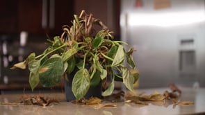 Dead Plant