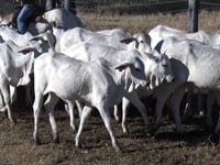 Lote 23