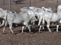 Lote 24