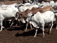 Lote 34