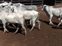 Lote 35