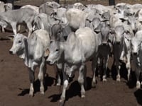 Lote 39
