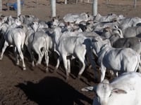 Lote 42