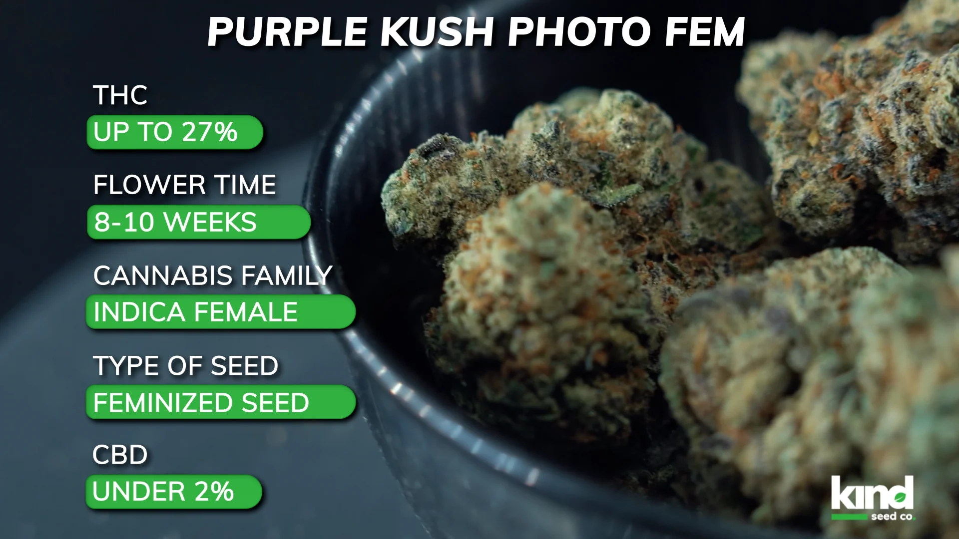 Purple Kush Photo Fem