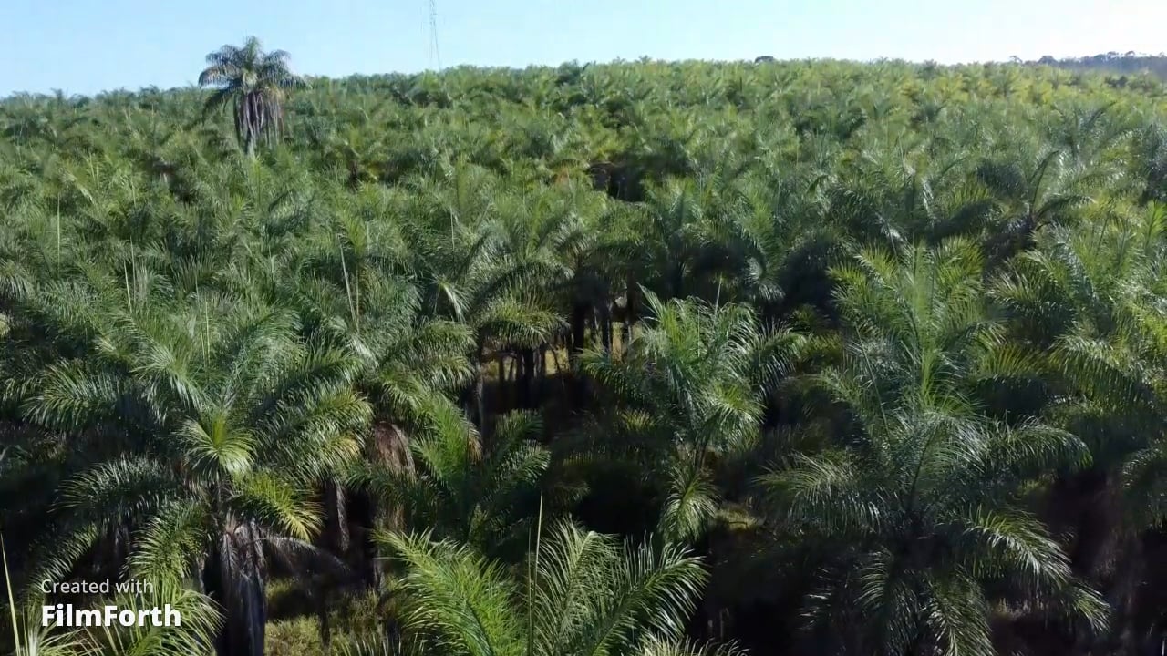 S.oleum Brasil Agro Industrial Sa