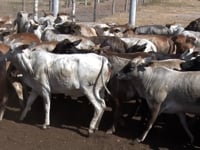 Lote 43
