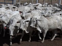 Lote 45