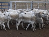 Lote 46