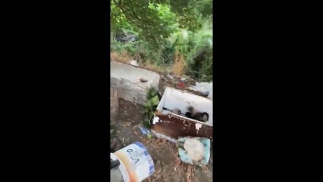 Αλεξάνδρεια Ημαθίας: Πέταξε νεογέννητα κουτάβια 7-7-2025