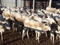 Lote 54