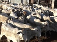Lote 55