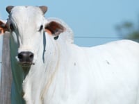 Lote 51