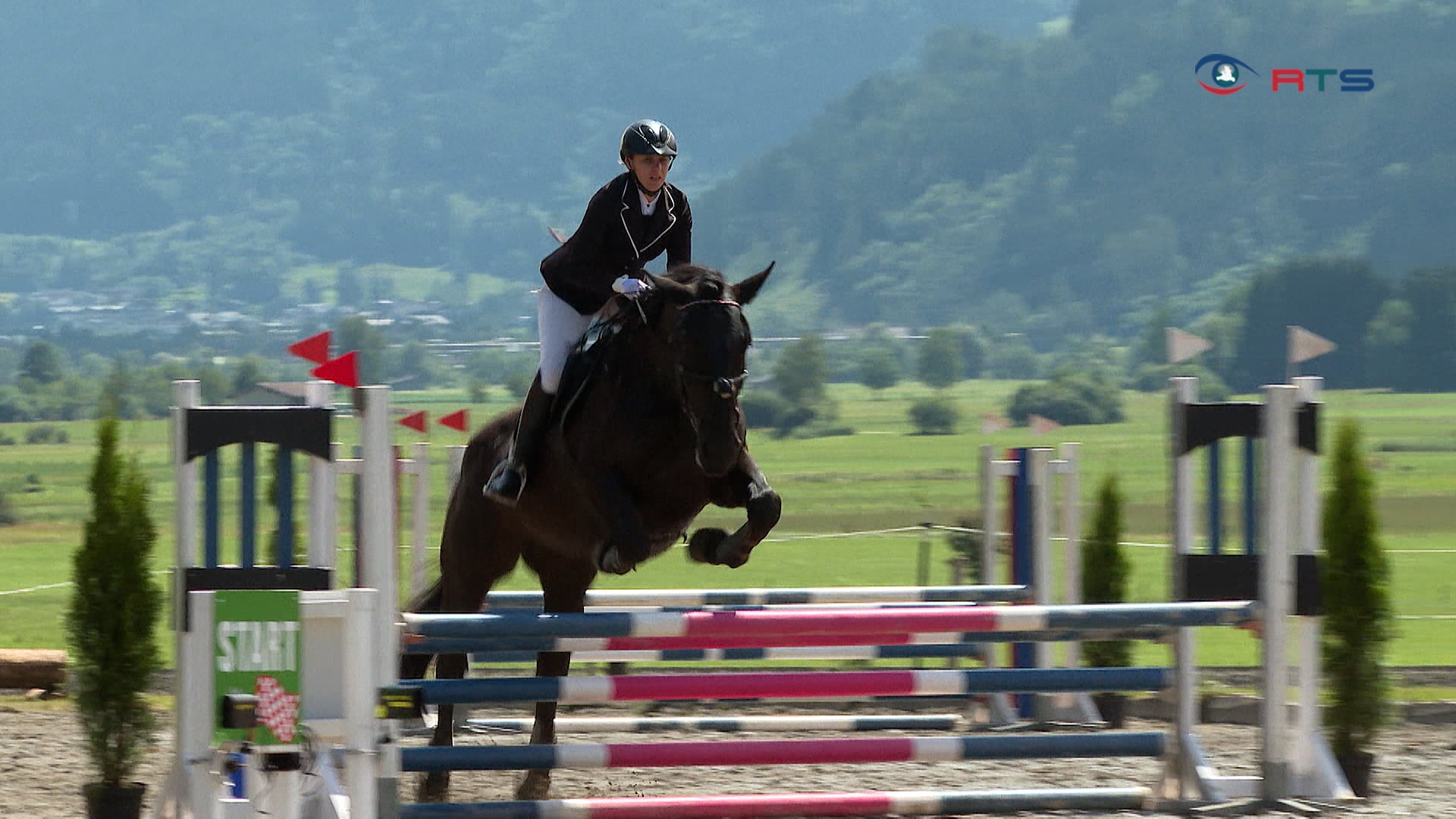 eleganz-und-power-noriker-haflinger-bei-landesmeisterschaft