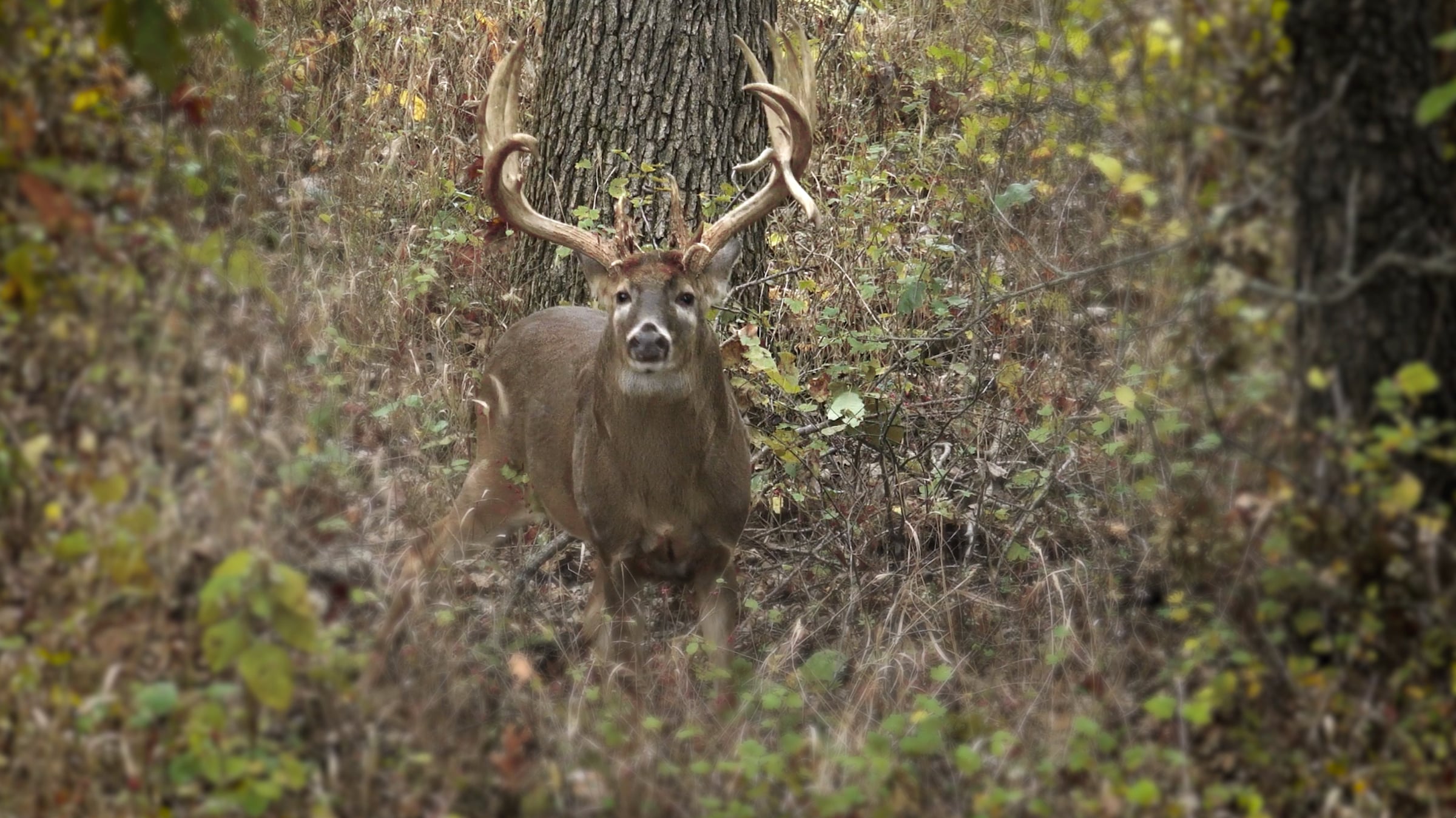 Real Deer Scent | Outdoor Hunting Lab | Videos & Movies on Vimeo