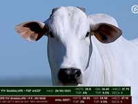 Lote 01