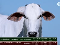 Lote 05