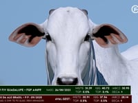 Lote 06