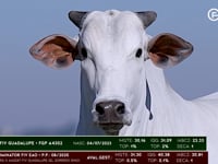 Lote 07