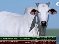 Lote 08