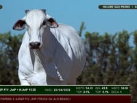 Lote 09