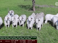 Lote Novilhas 2023